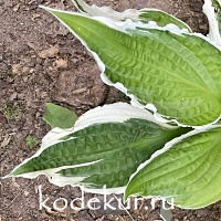 Hosta Ice Follies