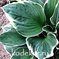 Hosta Independence