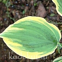 Hosta Ivory Coast