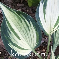 Hosta  Ivory Queen