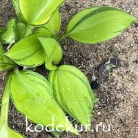 Hosta  June Fever 