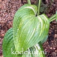 Hosta Jurassic Mutator 