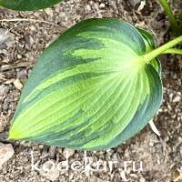 Hosta  Justine