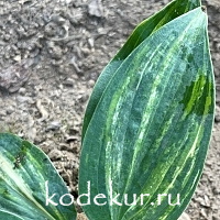 Hosta  Kaleidochrome