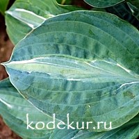 Hosta Kiwi Full Monty