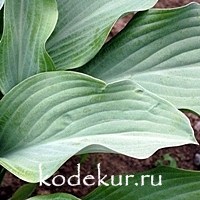 Hosta Krossa Regal