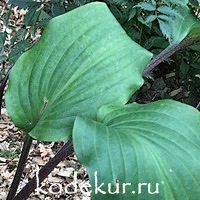 Hosta  Lady in Red