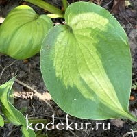 Hosta  Lakeside Banana Bay