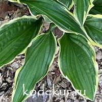 Hosta  Lakeside Hoola Hoop