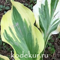 Hosta  Lakeside Kaleidoscope