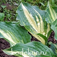 Hosta Lakeside Paisley Print