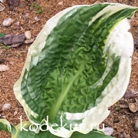 Hosta  Lakeside Prophecy Fullfilled