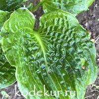 Hosta  Lakeside Prophecy
