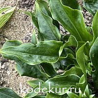 Hosta  Leapin' Lizard