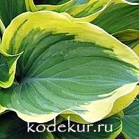 Hosta Liberty