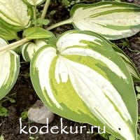 Hosta   Light of Day