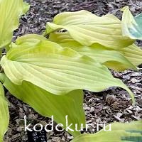 Hosta  Lipstick Blonde