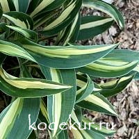 Hosta  Little  Treasure