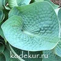 Hosta  Love Pat  