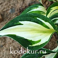 Hosta Loyalist