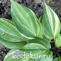 Hosta  Luca
