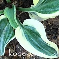 Hosta  Lucky Mouse