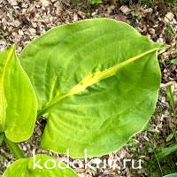 Hosta  Mango Tango