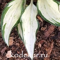 Hosta  Masquerade