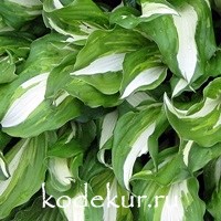 Hosta  Mediovariegata undulata