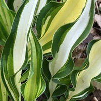 Hosta  Medusa