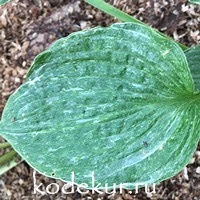 Hosta  Milkmaid