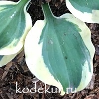 Hosta  Mini Skirt