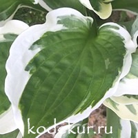 Hosta Minuteman 