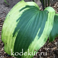 Hosta  Monkey Business