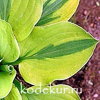 Hosta Moon Split