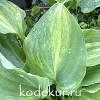 Hosta  Moonlight Sonata Streaked