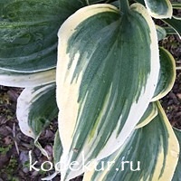 Hosta  Mourning Dave