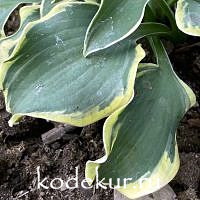 Hosta  Mouse Capades