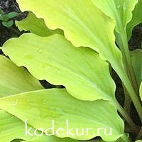 Hosta  Munchkin Fire