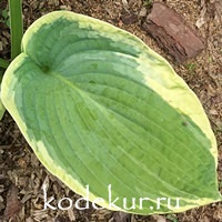 Hosta  Nifty Fifty