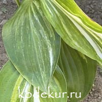 Hosta  Oil Paint