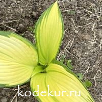 Hosta  On Stage