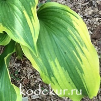 Hosta  One Last Dance