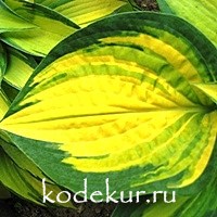 Hosta Orange Marmalade