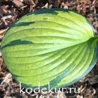 Hosta  Orange Star