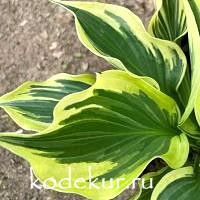 Hosta Paisley Border 