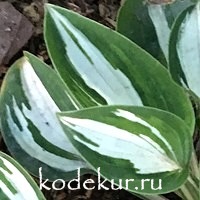 Hosta  Pandora's Box