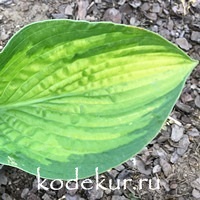 Hosta Paradigm