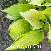 Hosta  Paradise Island