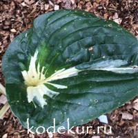 Hosta  Pathfinder